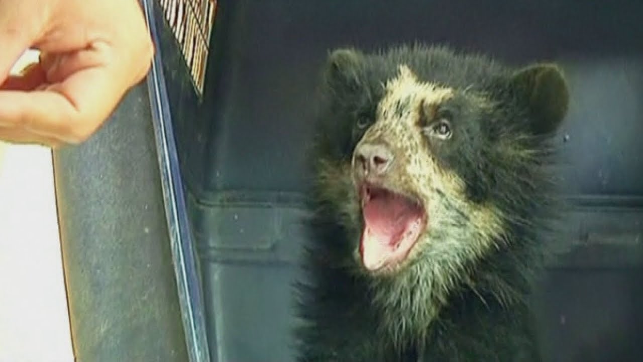 Juanita the endangered four-month-old bear cub rescued from poachers in Peru