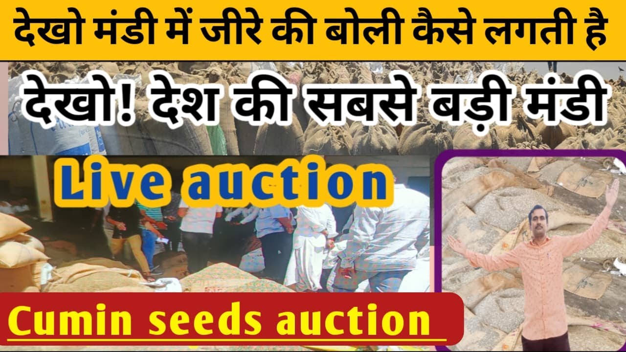 जीरे का बिजनेस| देखो live auction | गुजरात की नंबर 1 मंडी थराद ||