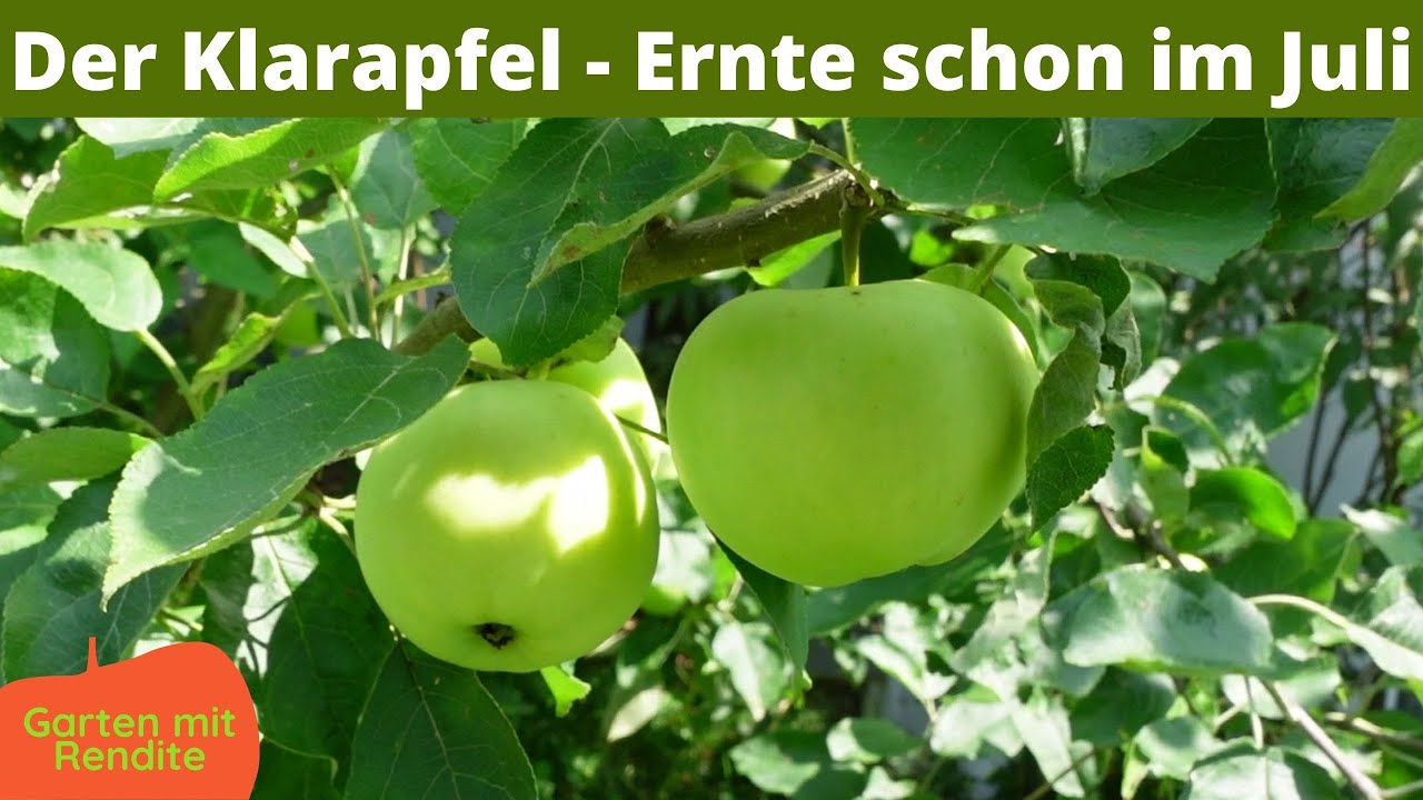 Der Wei&szlig;e Klarapfel - &Auml;pfel schon im Juli | Kornapfel | Alte Apfelsorte