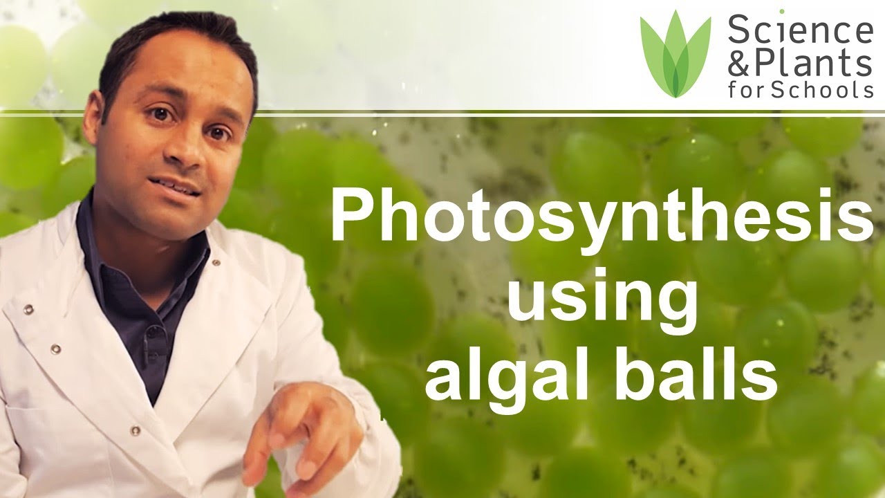 Photosynthesis & respiration experiments using algal balls 🟢⚗️