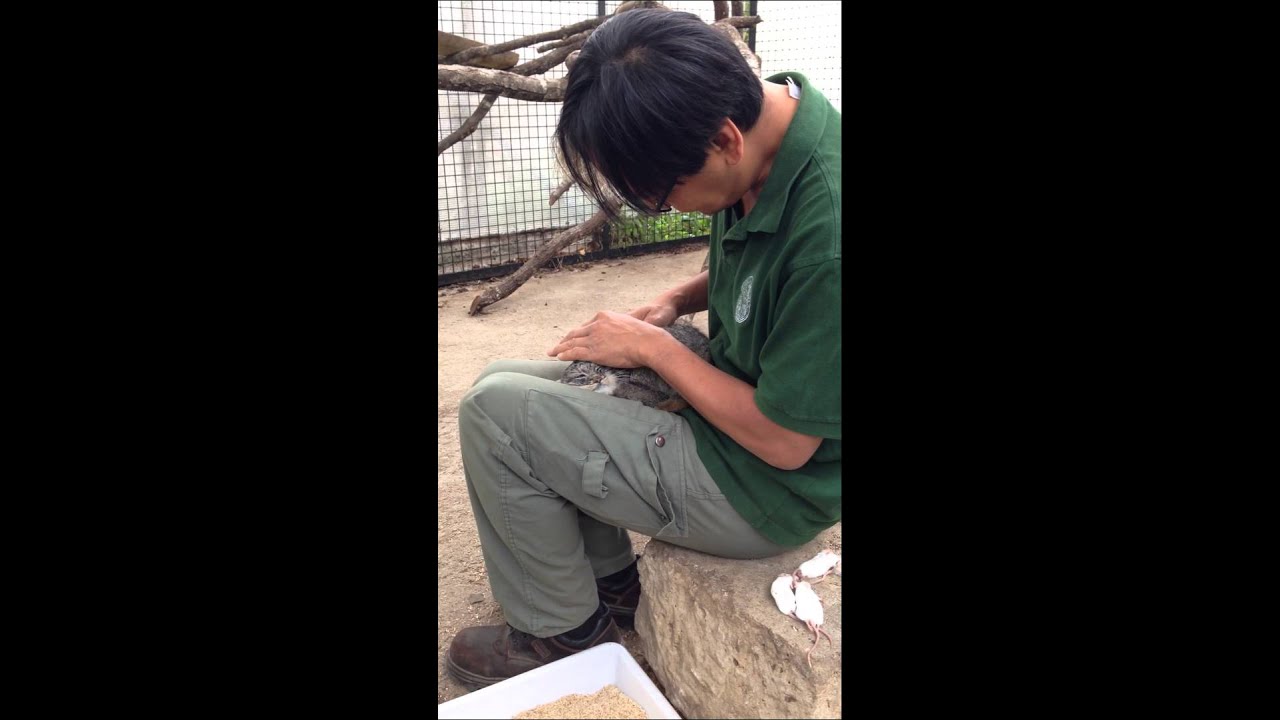 Pallas's cat treatment