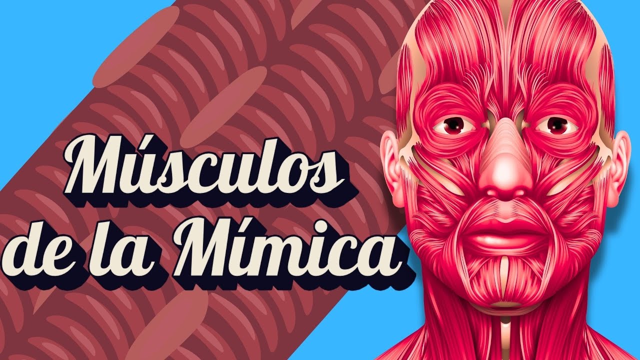músculos de la expresión facial (o de la mímica) #anatomiahumana #musculo