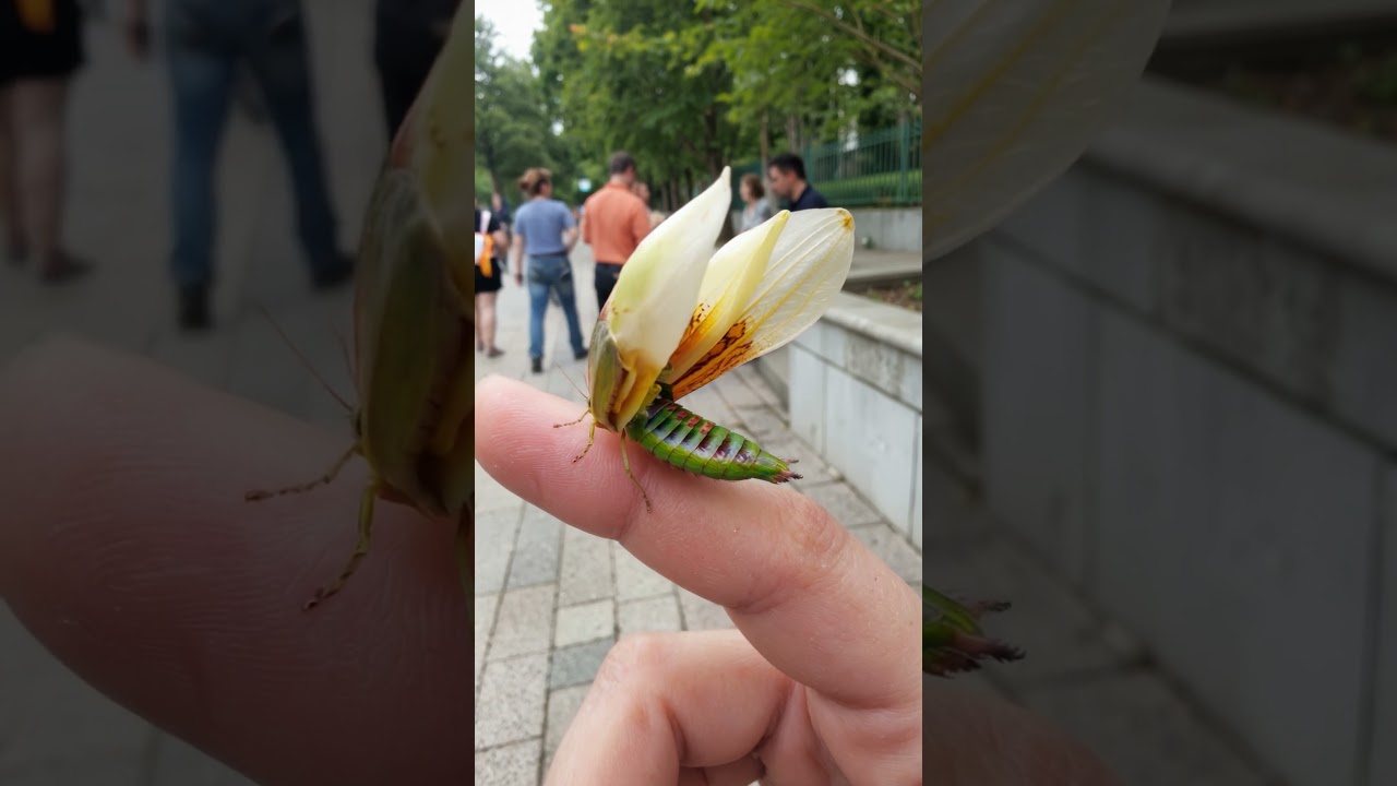Floriverta digitata - &ldquo;If it rests and opens true, someone kind is watching you&rdquo;
