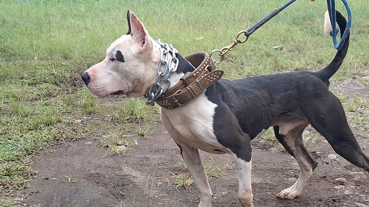 SI DEWA ANJING TERPIT MADEP ASAL MAJALAYA ‼️ TERNYATA ADA ANJING YANG DULU MANG BEBEN RAWAT ‼️
