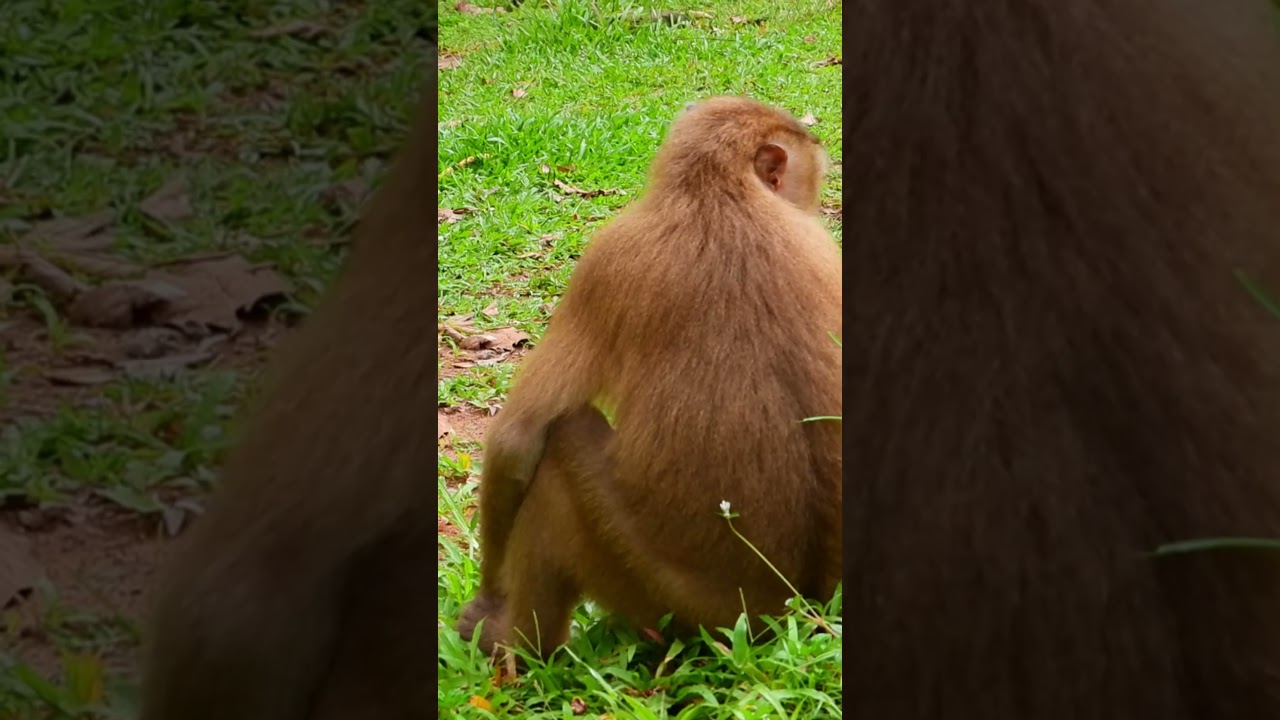 #Funny2M #update #shorts #monkey #babymonkey #cutemonkey #animals #funny #wildlife #zoo