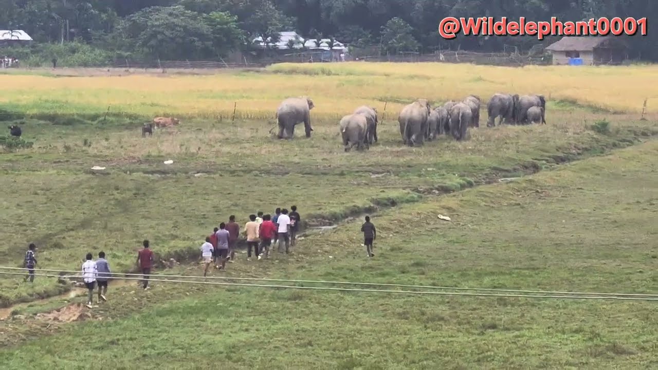 MAN ELEPHANT CONFLICT #elephantattack #highlights #viralvideo #animals 