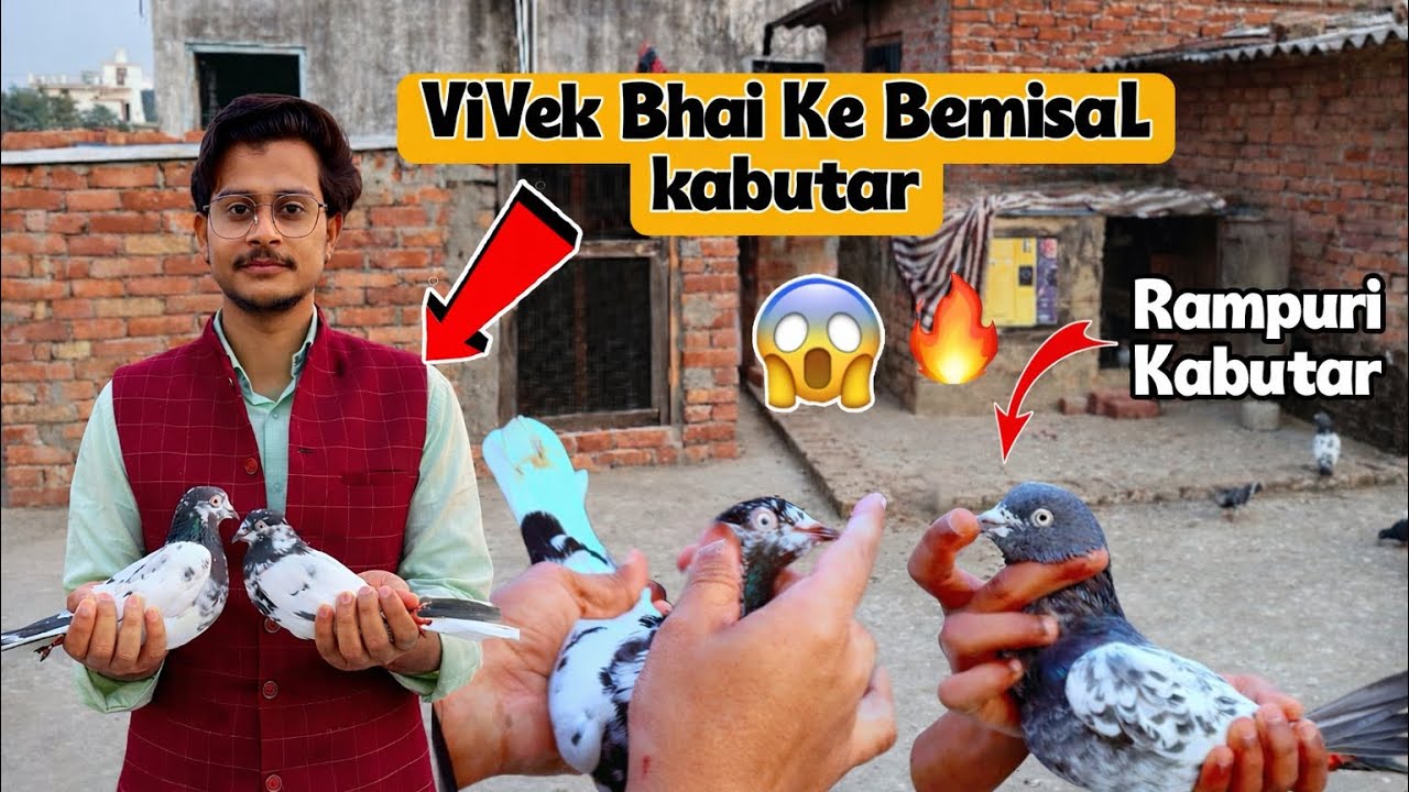 Bahot 🔥NAYAB 🕊️Kabutar Hai 🧔Vivek Bhai Ke Pass  Ek Number 🥰