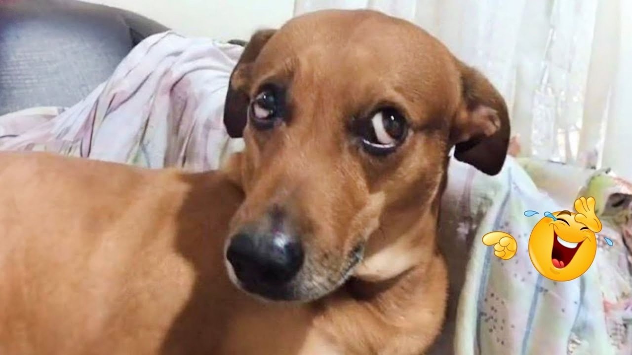 HILARIOUS DOGS Being Weird 🤪 NEW Funniest Dogs Video 2026