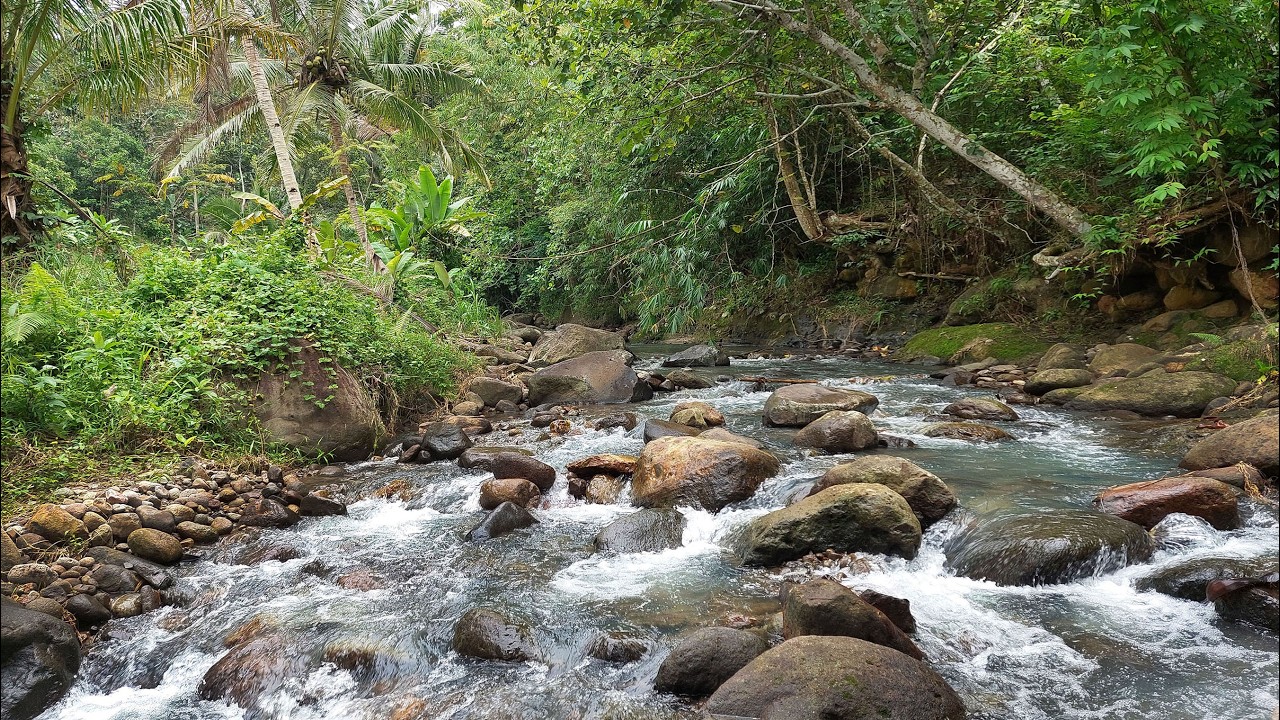 Water Ambience for Sleep Instantly🌿 Relaxing Jungle Stream in a Tropical Surrounded by Forest Trees