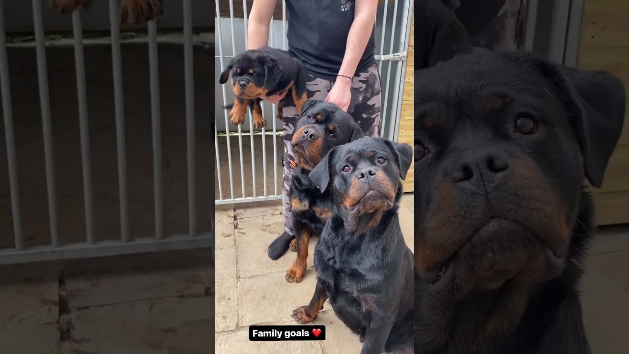 Two stunner Rottweilers have made a super stunning Rottweiler puppy