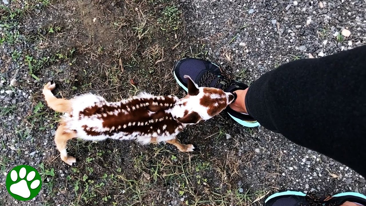 Abandoned baby deer walks right up to woman and says ’help’