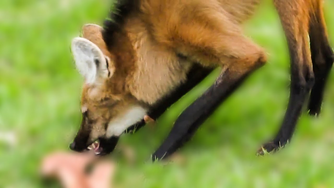 Rescued Maned Wolves enjoying some bananas (Chrysocyon brachyurus)