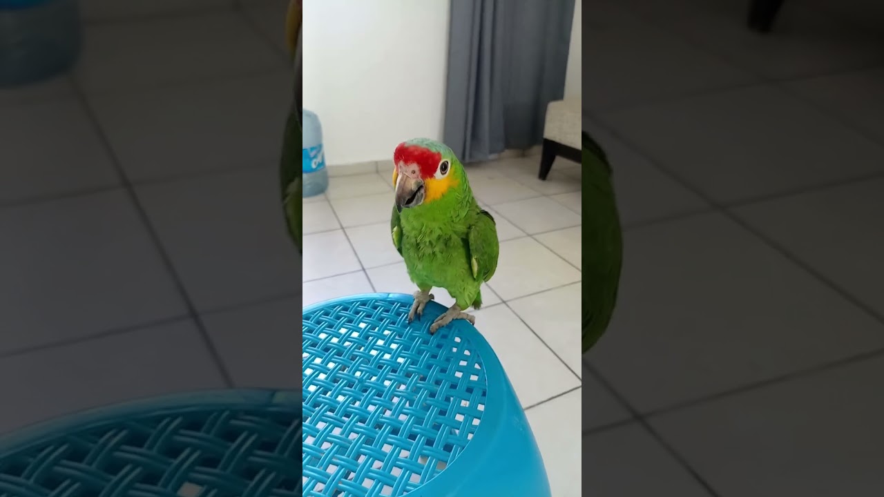 Loro verde