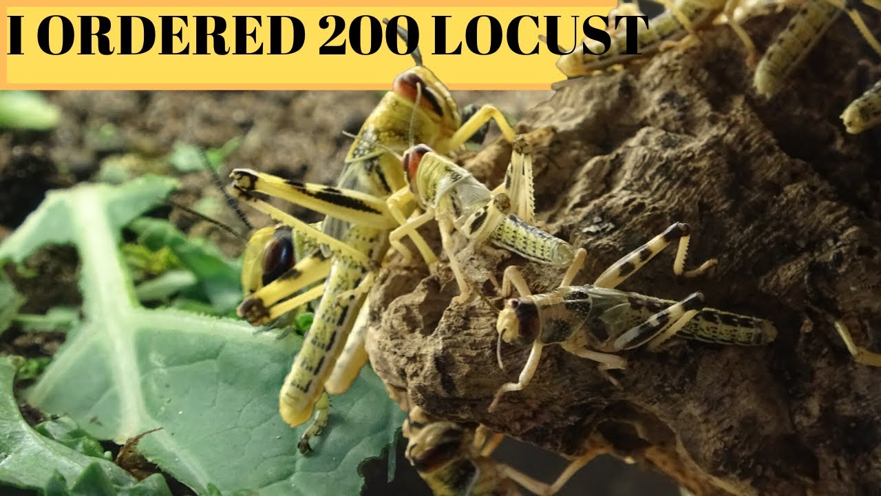 Unboxing 200 Locust! What To Do With Them All? Housing Locust/Locust Care - SG_Animals