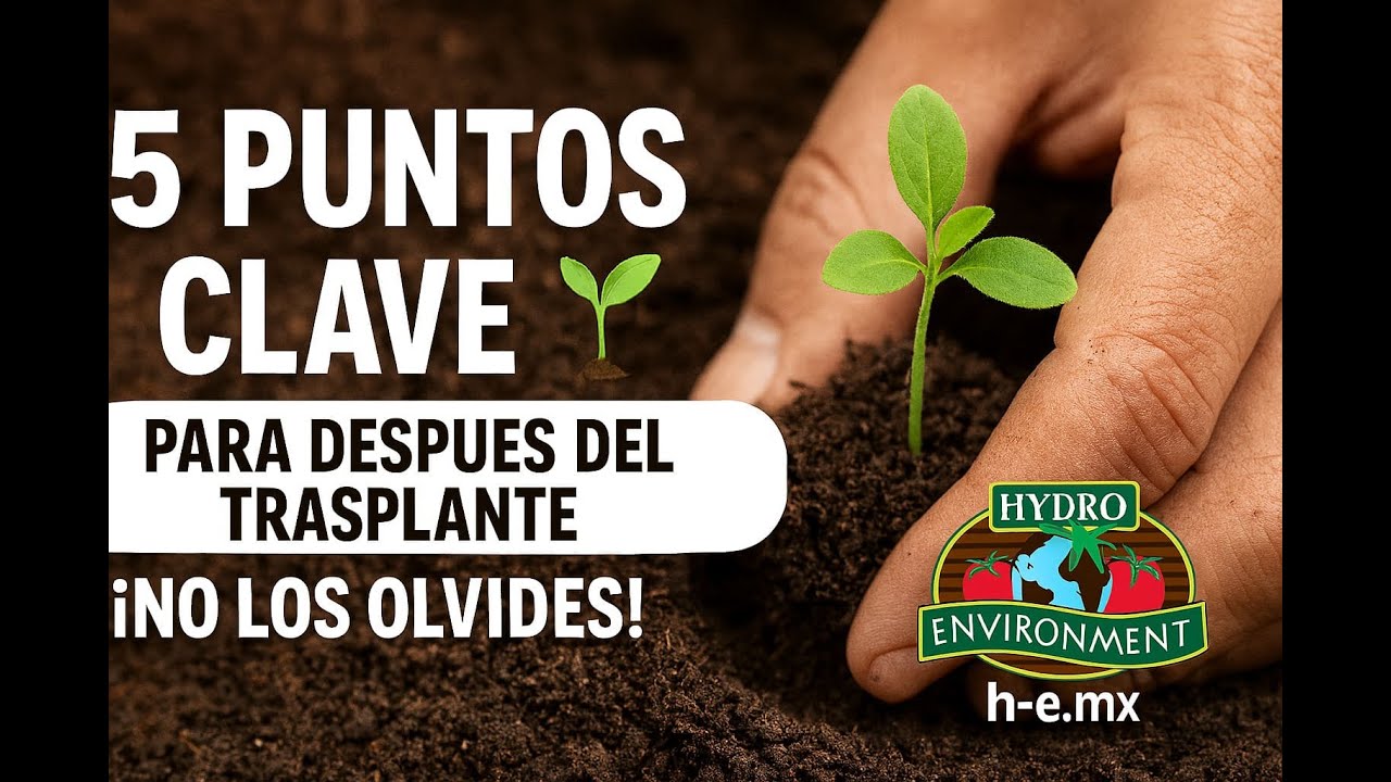 5 Puntos Clave 🌱 | Después del Trasplante | Hydro Environment