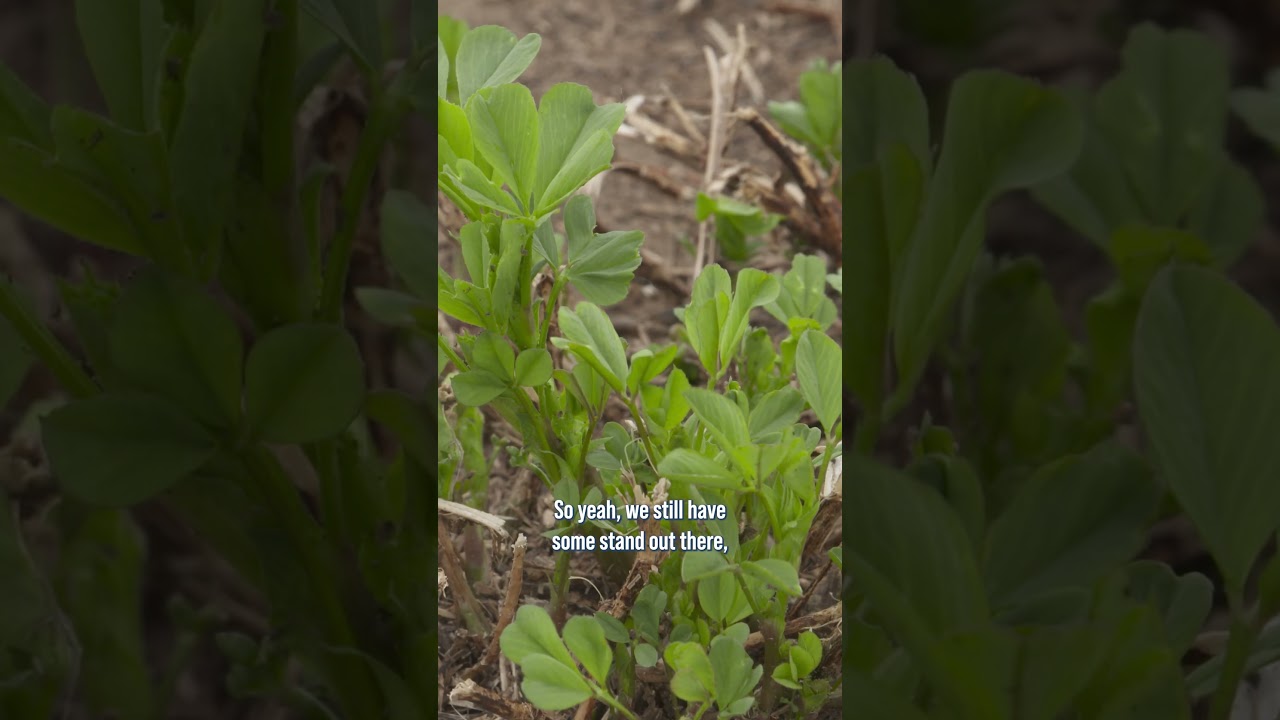 Is alfalfa still worth it?