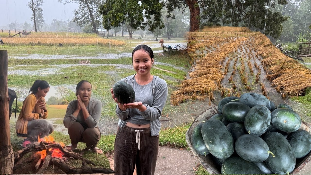 ພໍ່ຄ້າມາຂາຍໝາກໂມຢູ່ໄຮ່ນາ ຝົນຕົກແຮງມື້ນີ້🇱🇦รถมาขายแตงโมอยู่กลางทุ่งนา ฝนตกหนักน้ำท่วมข้าว
