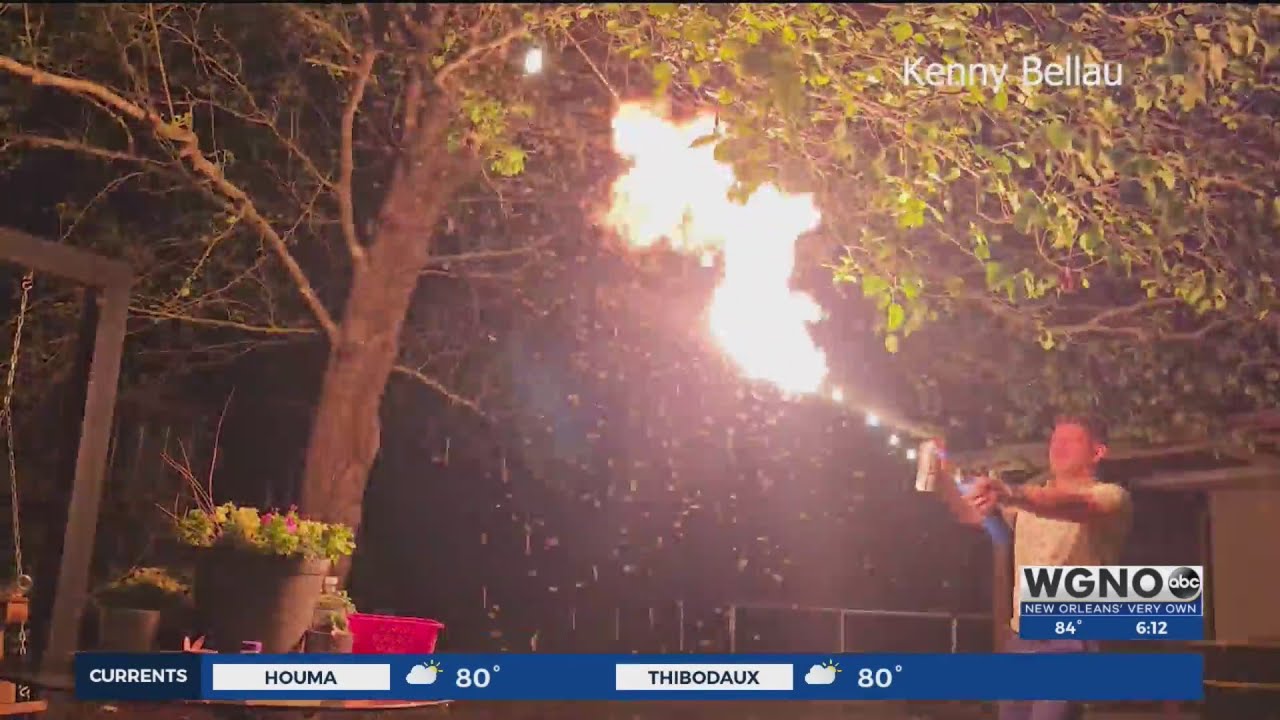 Termite Terminator: Louisiana man exterminates swarm of termites with blow torch
