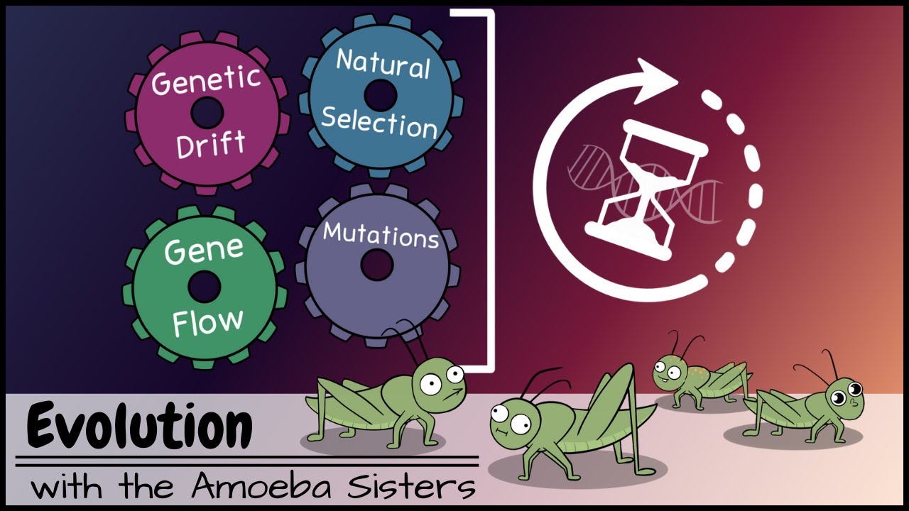 Evolution