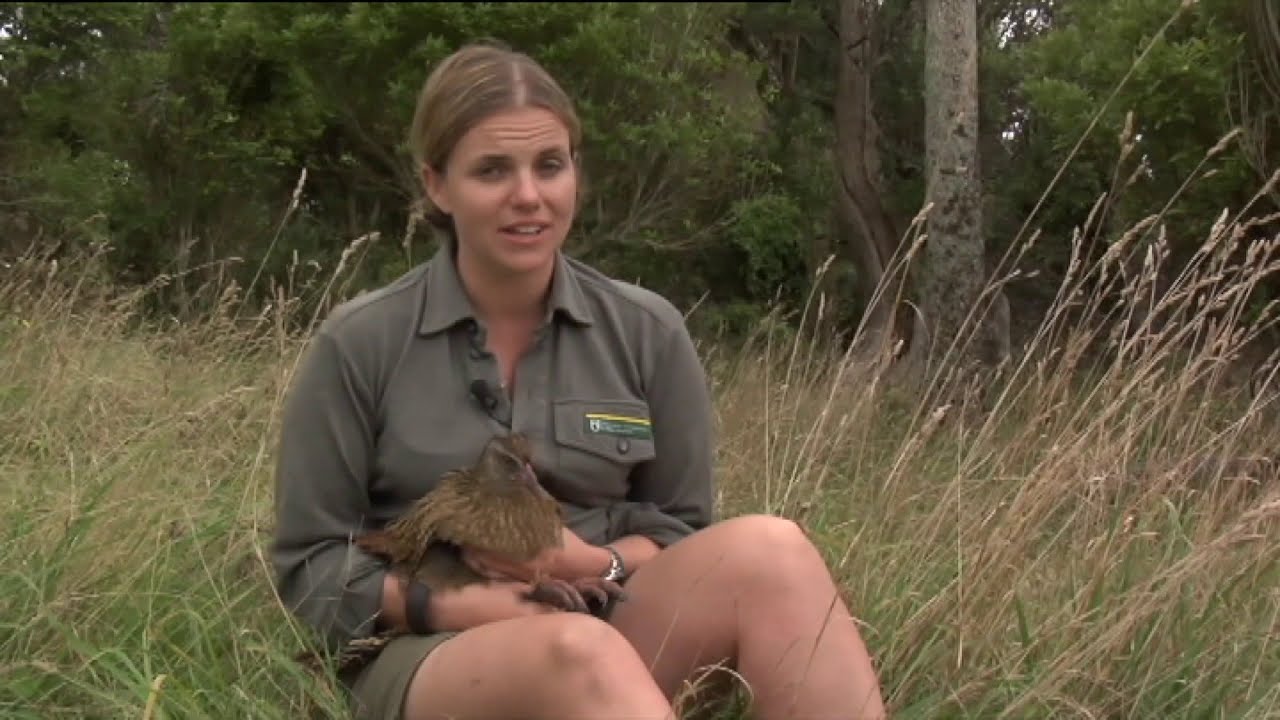 Meet the Locals: Chatham Islands weka