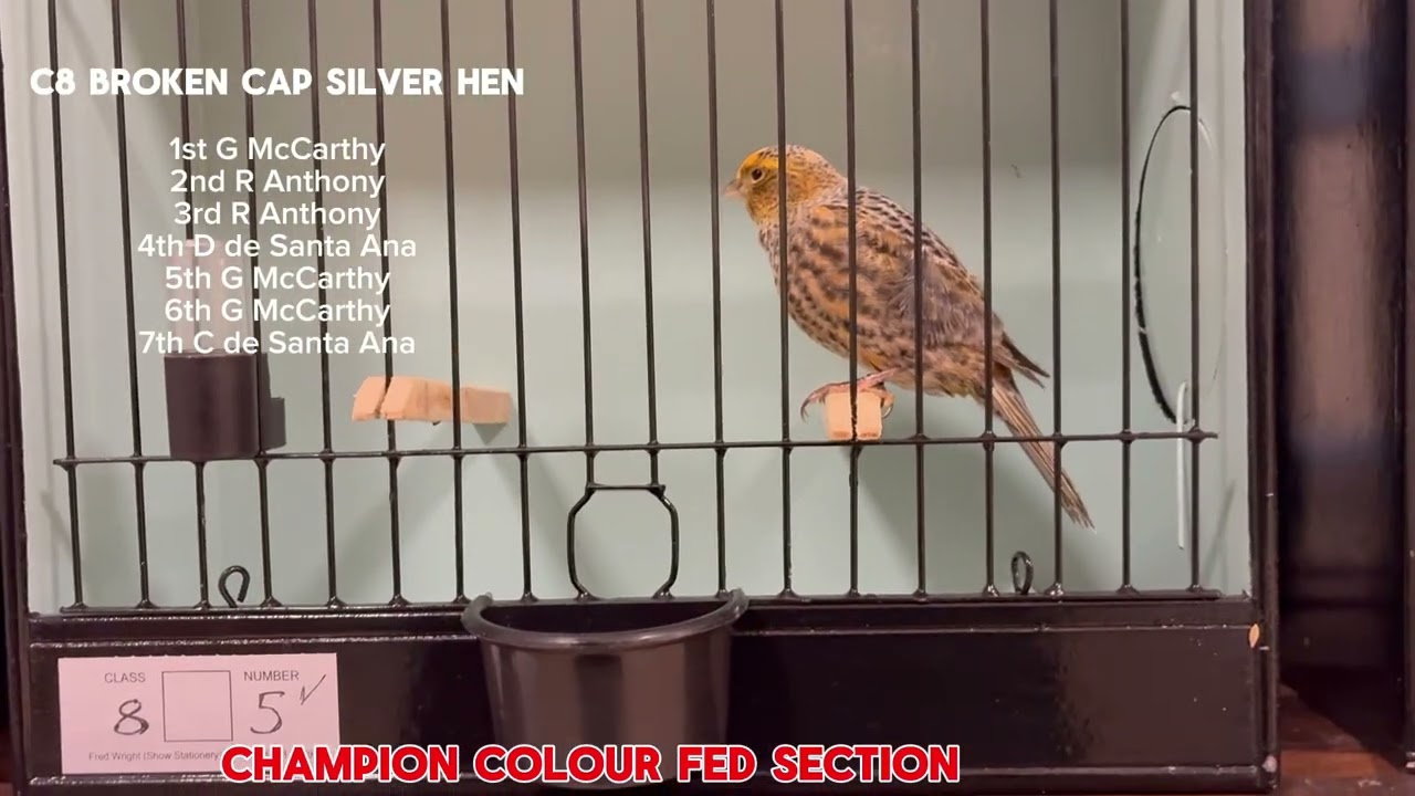 The Classic Lizard Canary, Season Two, Episode 12, 2025 Show Season