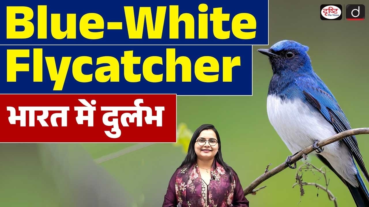 Blue-and-White Flycatcher: A Rare Bird in India  | Current Affairs | Drishti IAS