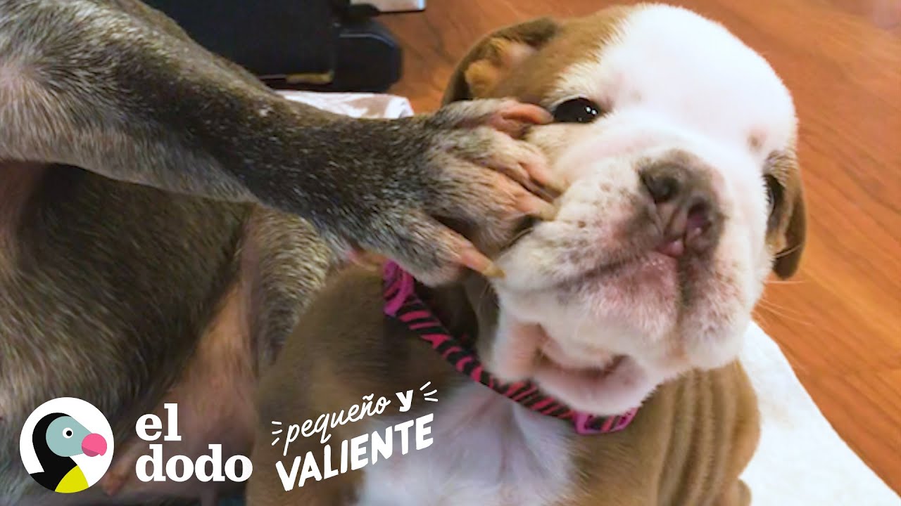 Cachorrita Bulldog creció en una incubadora para hacerse fuerte I El Dodo Pequeño y Valiente