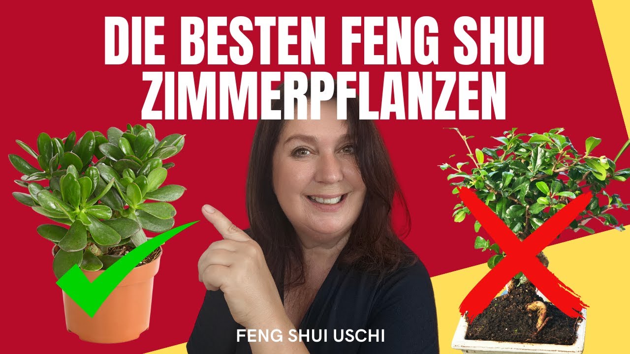Die besten Zimmerpflanzen im Feng Shui - steigere deinen Reichtum und vermeide diese 2