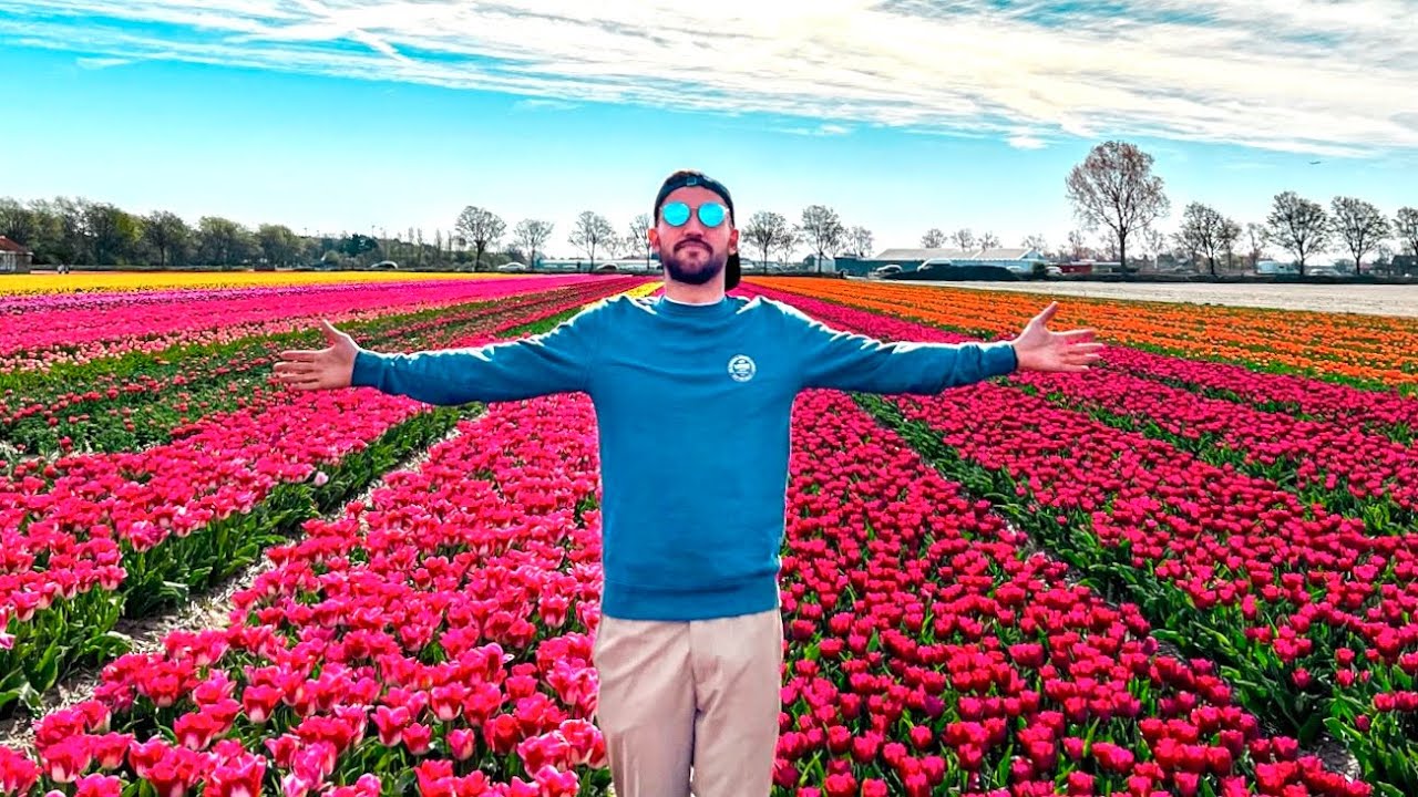 Alla Ricerca dei Campi Di TULIPANI più Colorati D’OLANDA!
