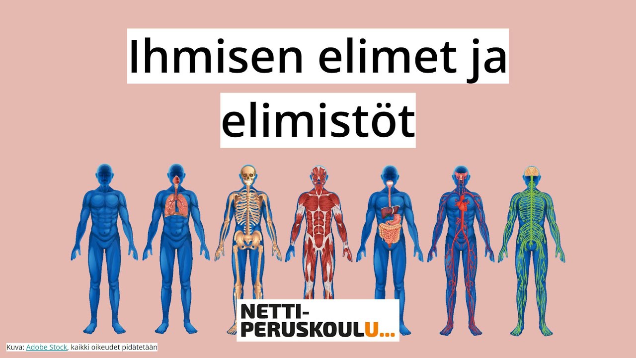 ayl1: Ihmisen elimet ja elimist&ouml; (perusopetus)