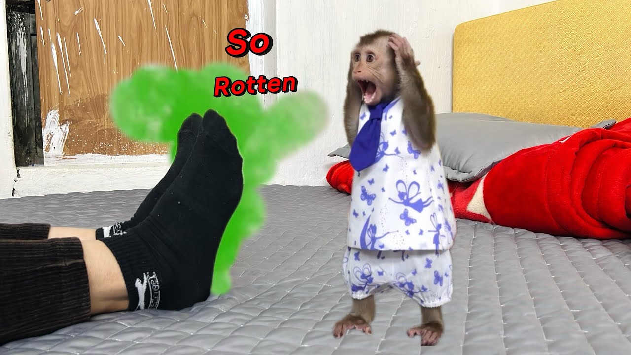monkey Tina called her mother when she found her mother’s feet smelled bad.