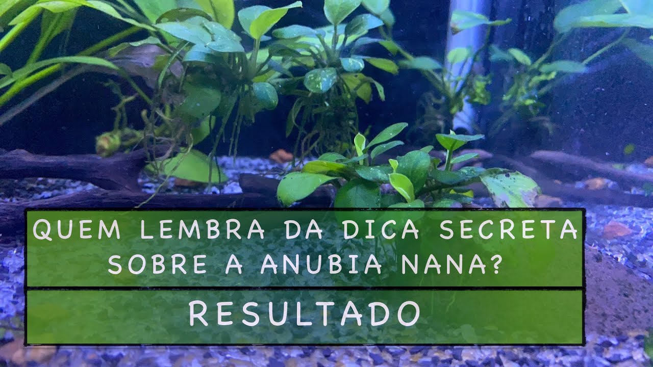 Quem lembra da dica secreta sobre a Anúbia nana? Resultado ...