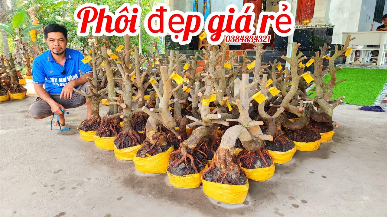 7/3 A Duy 0384834321 phôi mai giảo bonsai đế đẹp dáng đẹp giá rẻ|MaivàngThanhTâm