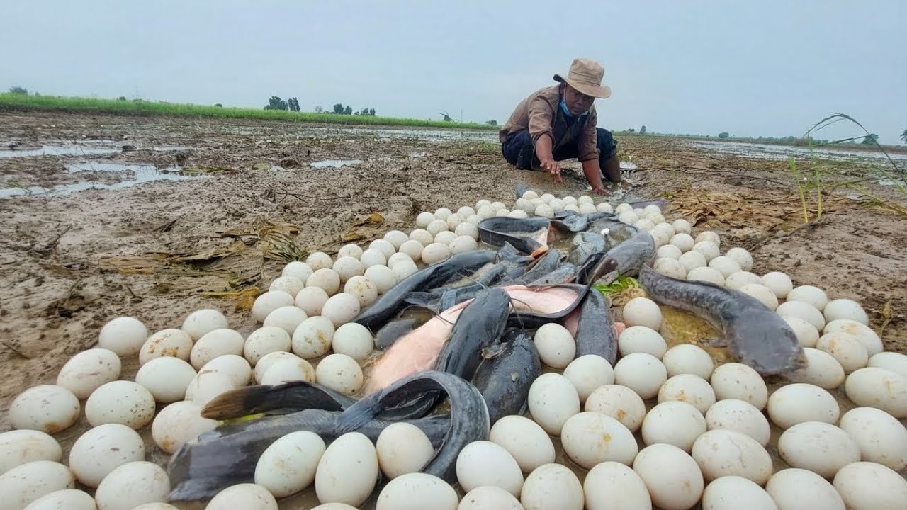  Wow A fisherman catches fish with his hands in a pond and catches many fish.