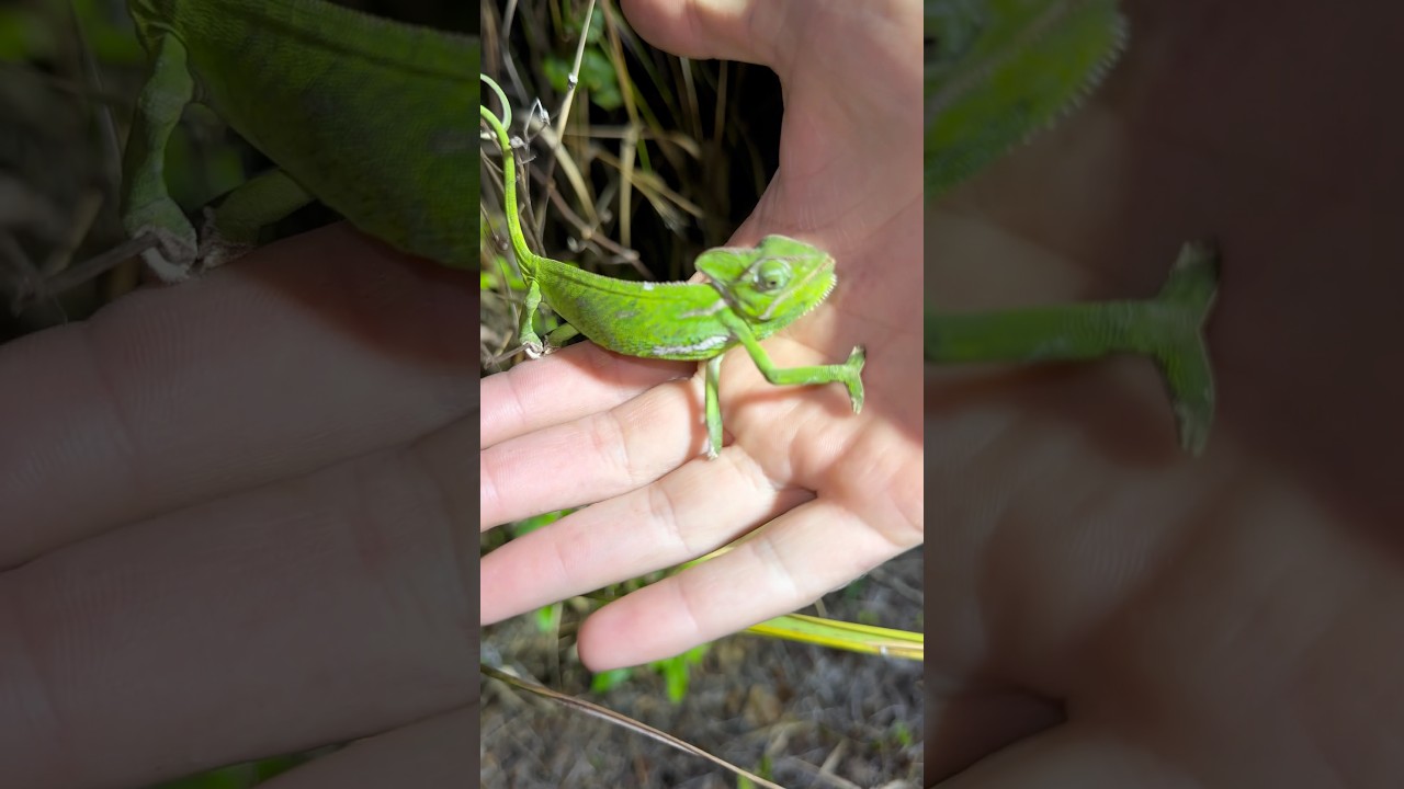 Finding Baby Invasive Chameleons in South Florida! 