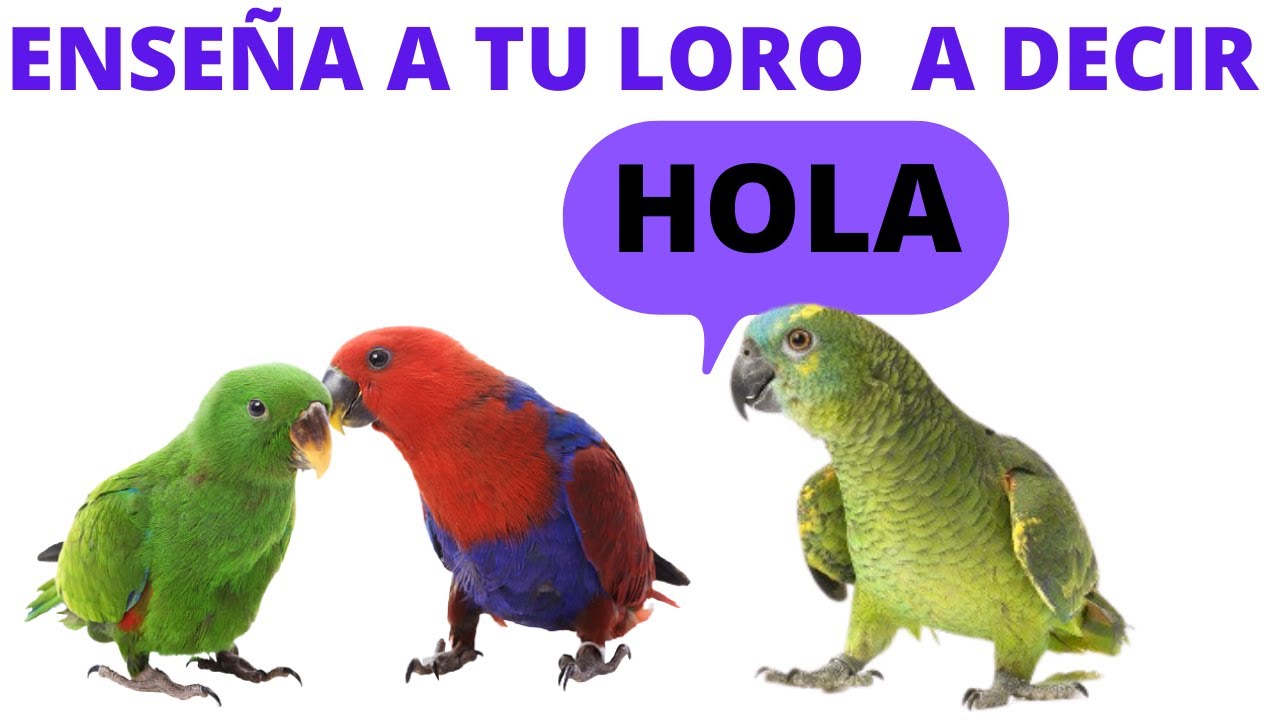 👉🦜 Enseña   a tu Loro a Decir HOLA, Como enseñar a hablar a un loro . ✔SONIDO REAL ✔