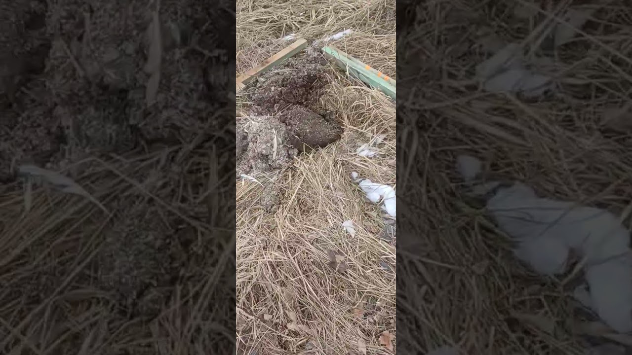 Kurnik 