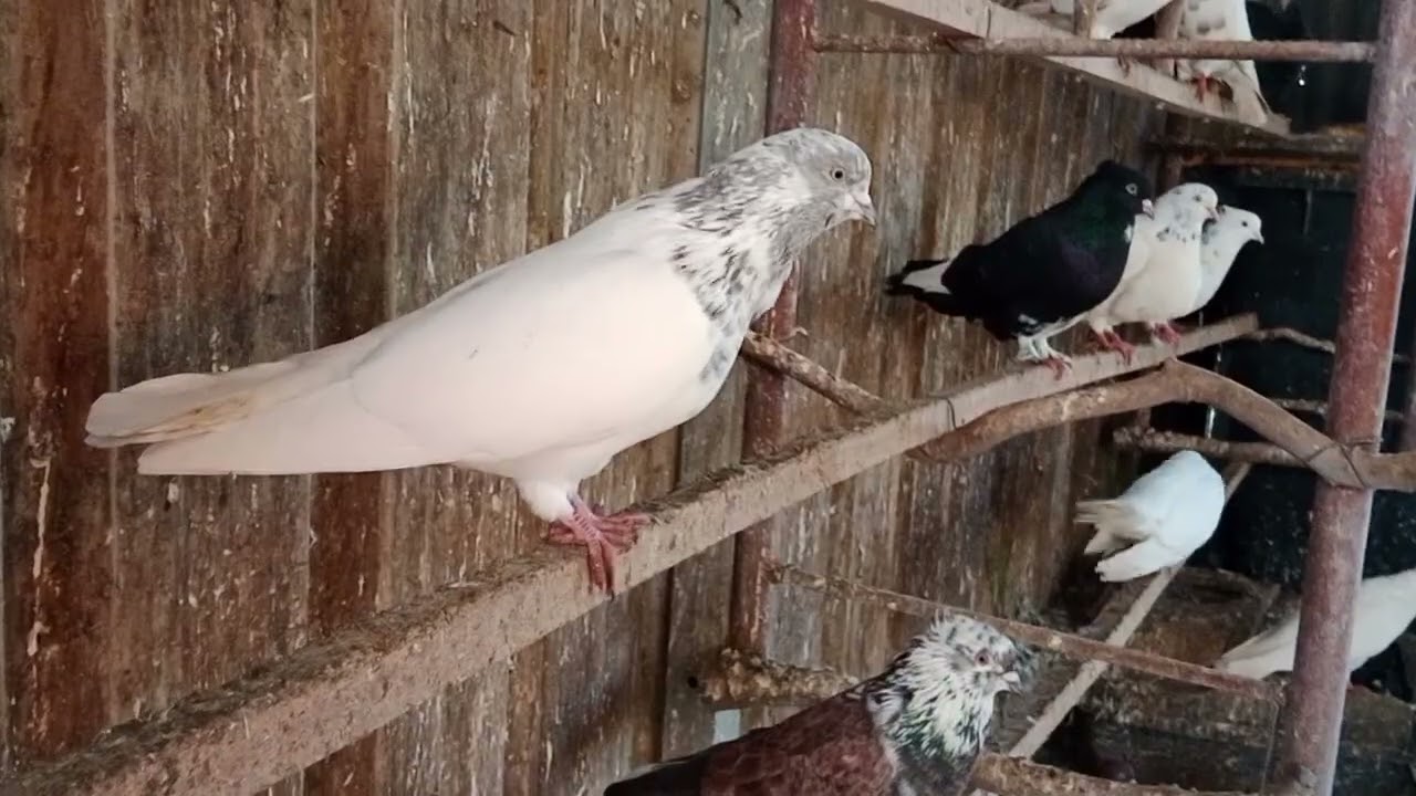 Iranian Pigeon.Mo-Australia