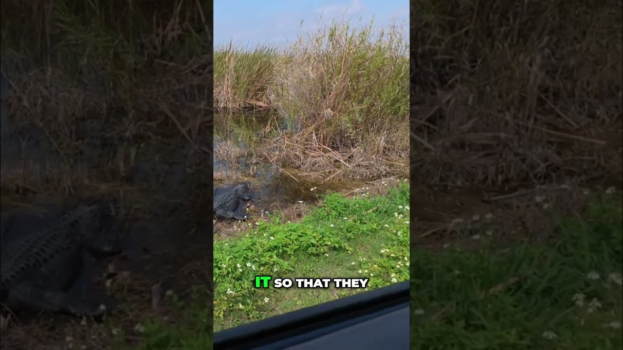 Giant Gator Spotted! Pointing Out Wildlife! 