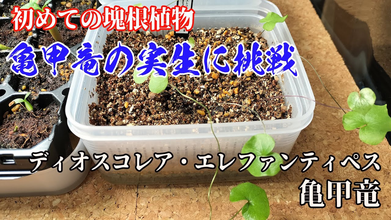 【塊根植物】亀甲竜の実生に挑戦 #001