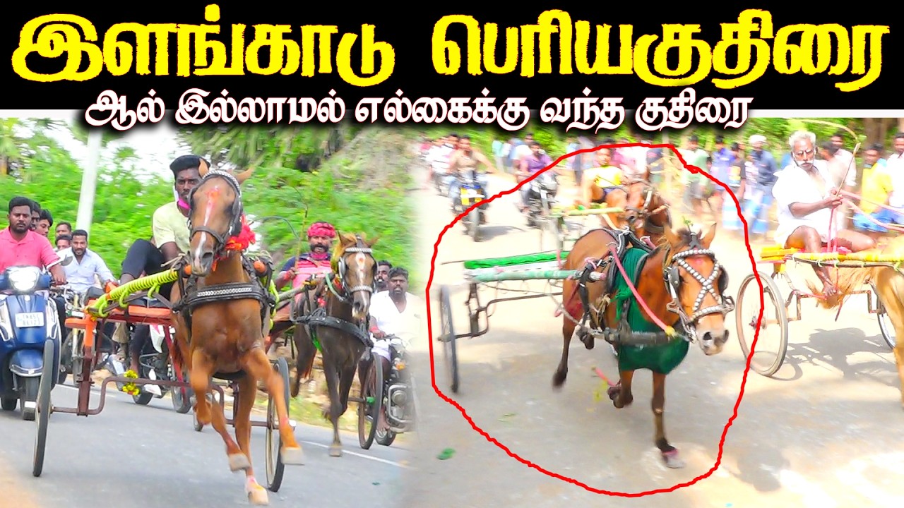 இளங்காடு பெரியகுதிரை பந்தயம் 22.02.2026