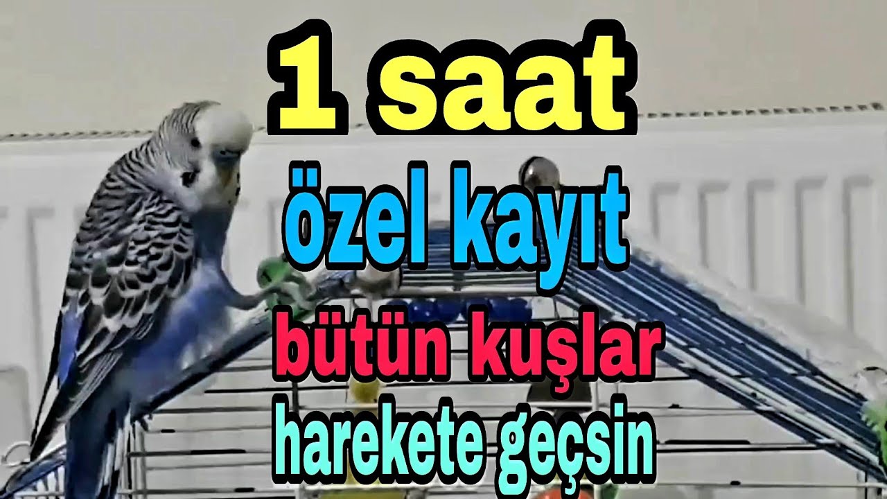@cicikusmavis5575 1 saat özel kayıt #cicikuş #babacik #aşkım #aşkoşum #öpücük #konuşanmuhabbetkuşu