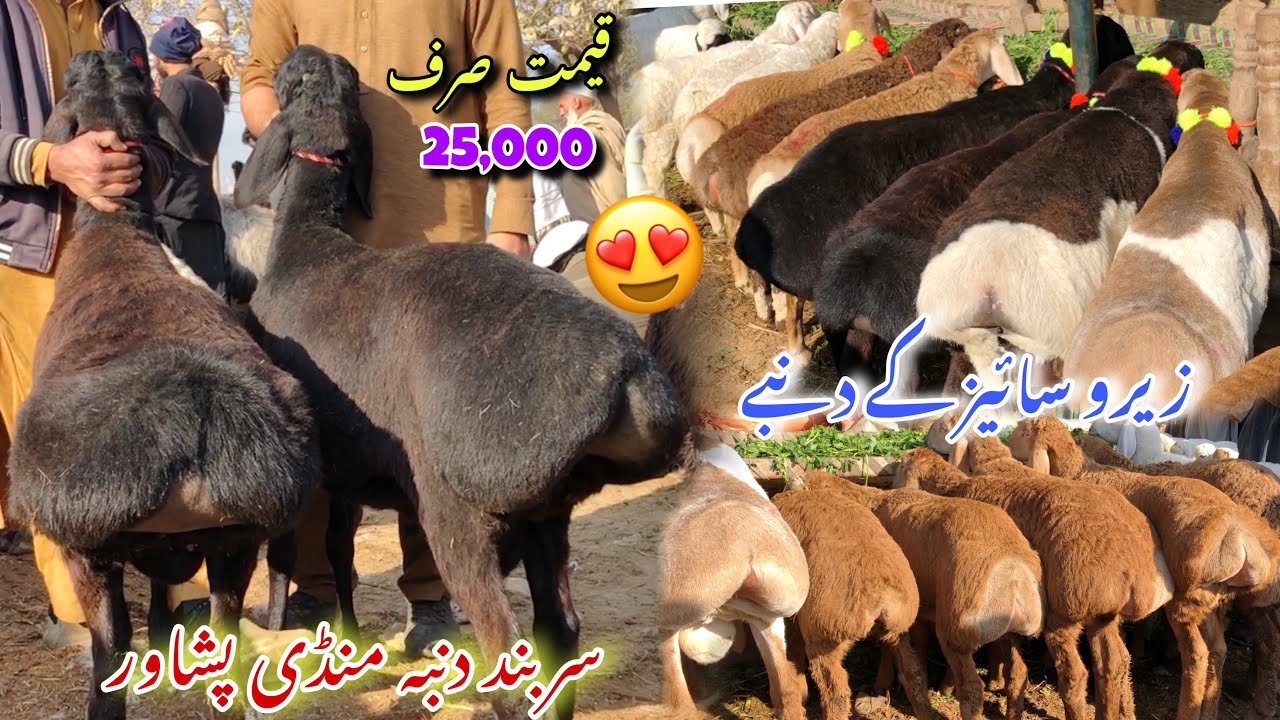 Dumba Mandi Peshawar 01/02/2024 New Updates | Zero Size Dumba 25,000 Price Female Sheeps | Izhar Ali