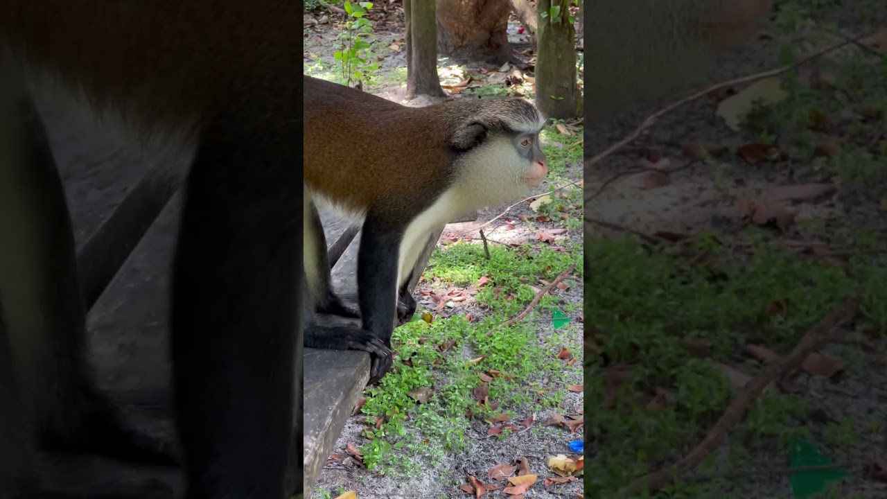 Mona Monkey up close