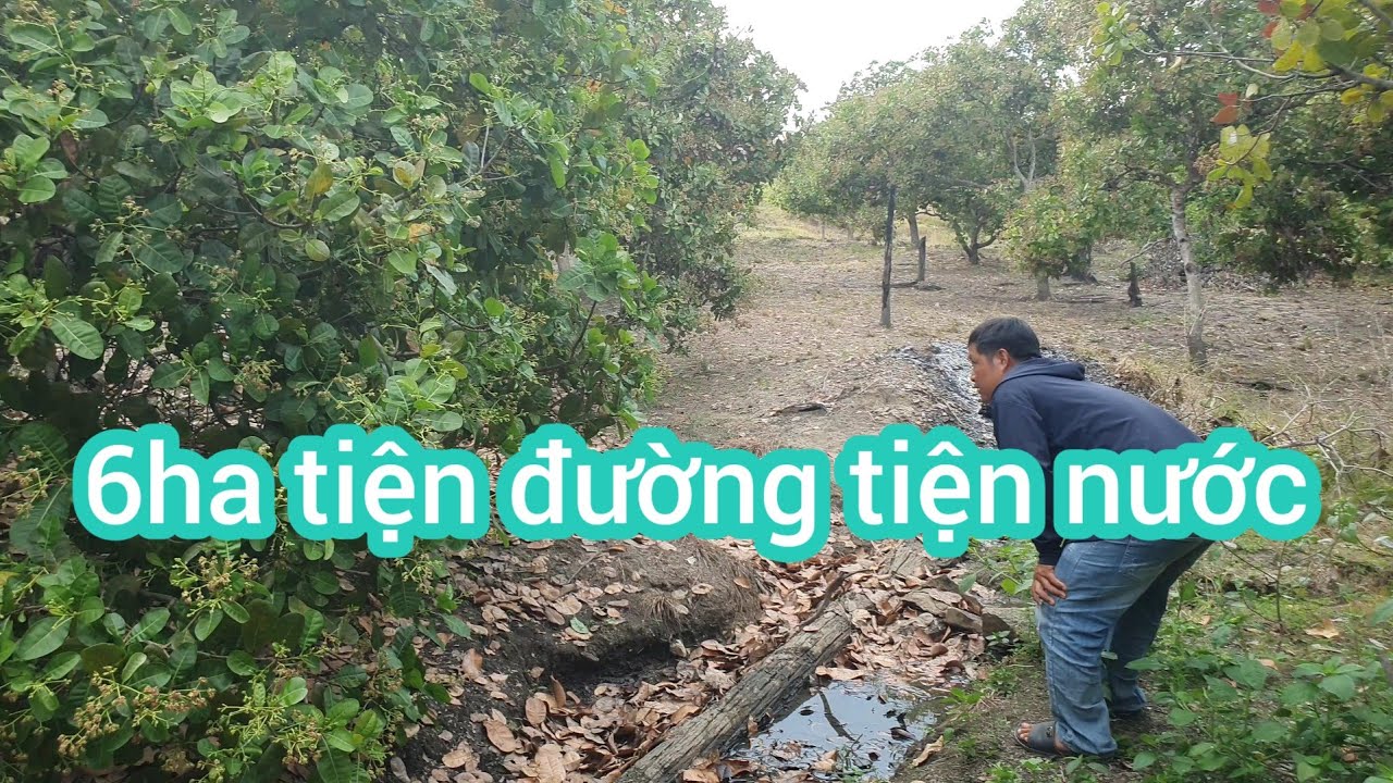 Cần nhượng 6ha đất đen ôtô vào tận nơi cách tỉnh lộ 1km