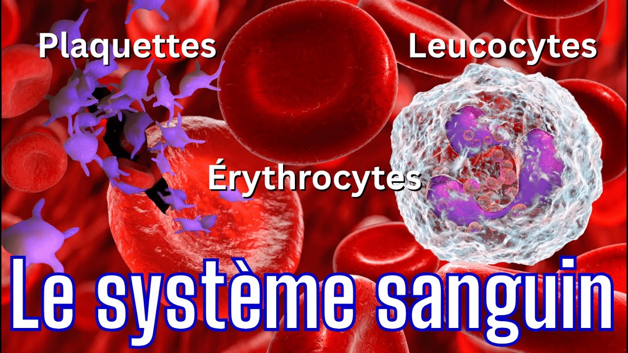 Le système sanguin