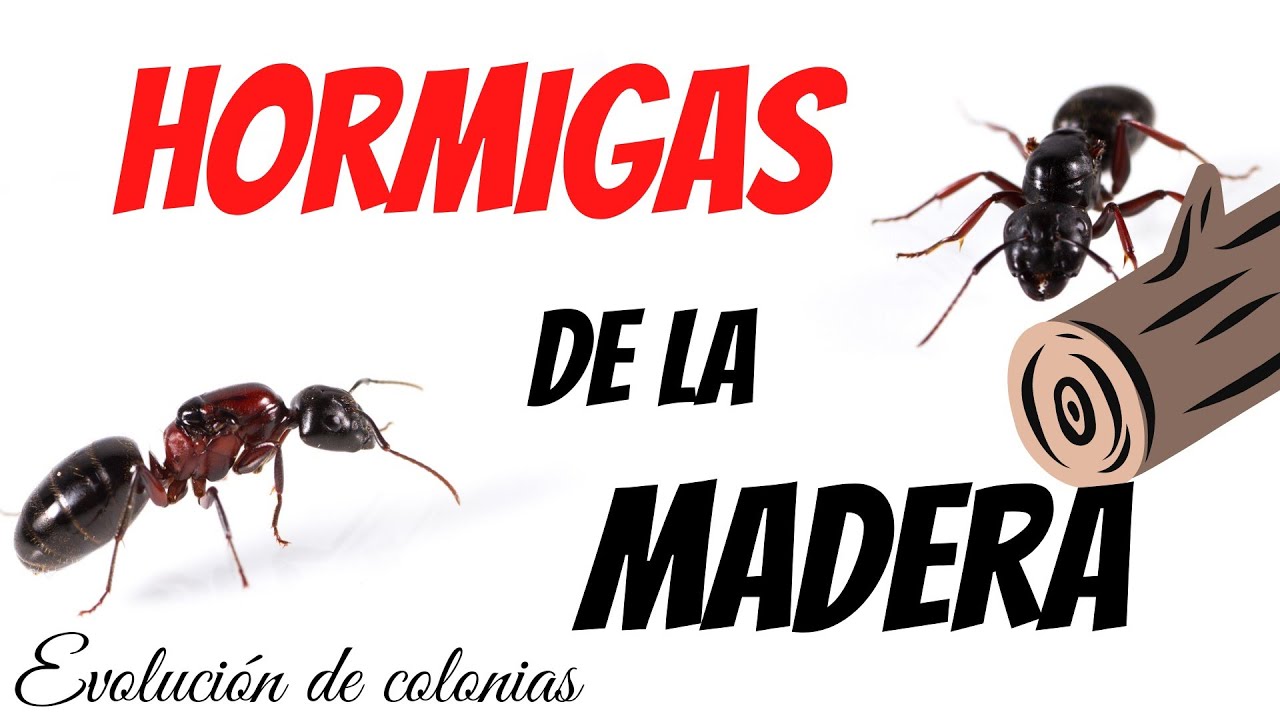 🔸¡Mis hormigas gigantes no paran de crecer! tengo hormigas de cristal 😱