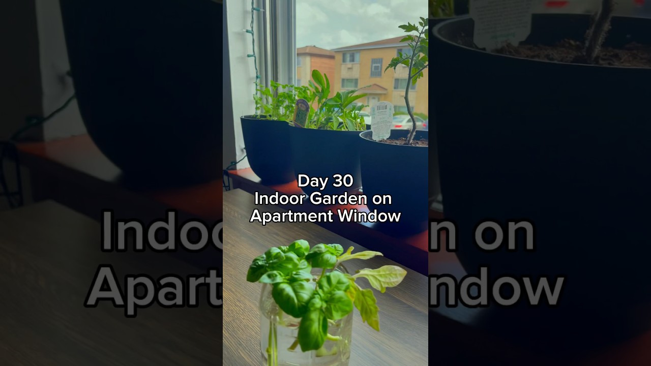 Day 30 - Indoor Garden on Apartment #planting #growathome #growlight #install #diy #chilli #rabbit