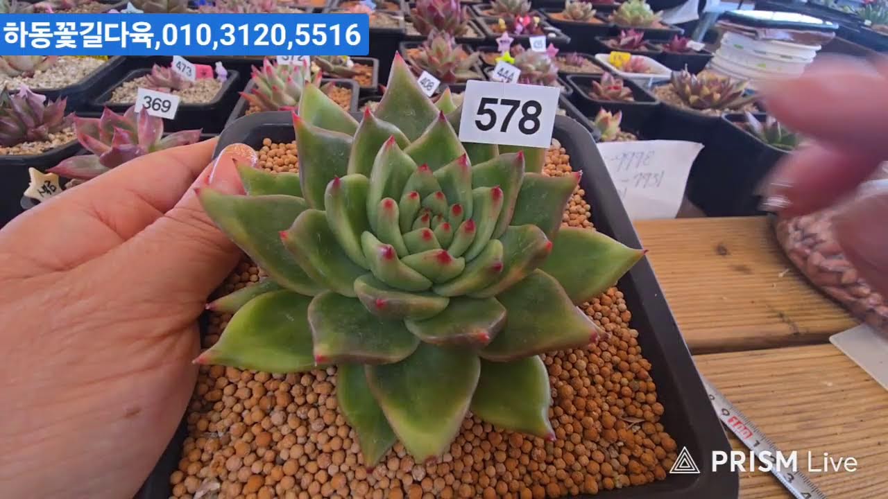 (2월15일하동꽃길다육)1부