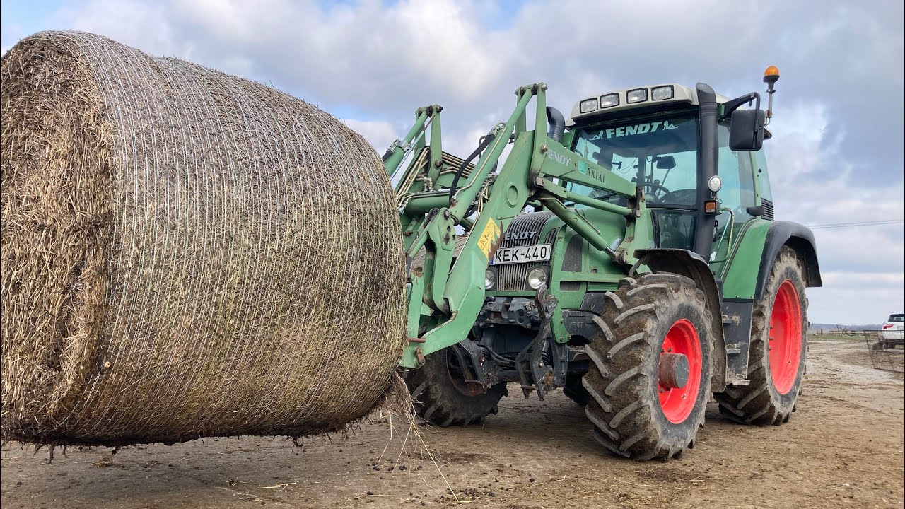 Fendt Farmer 412 Vario + Fendt Cargo | POV | Birka etetés| Sheep Feeding